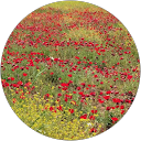 Έφη Πασματζή